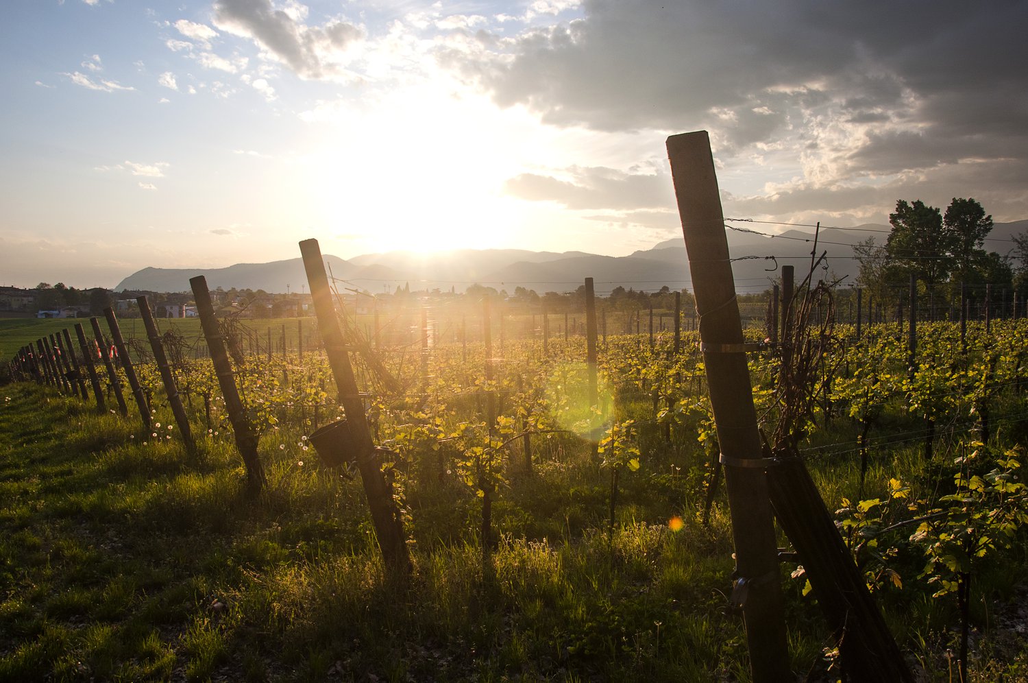 vigneto produzione vino naturale