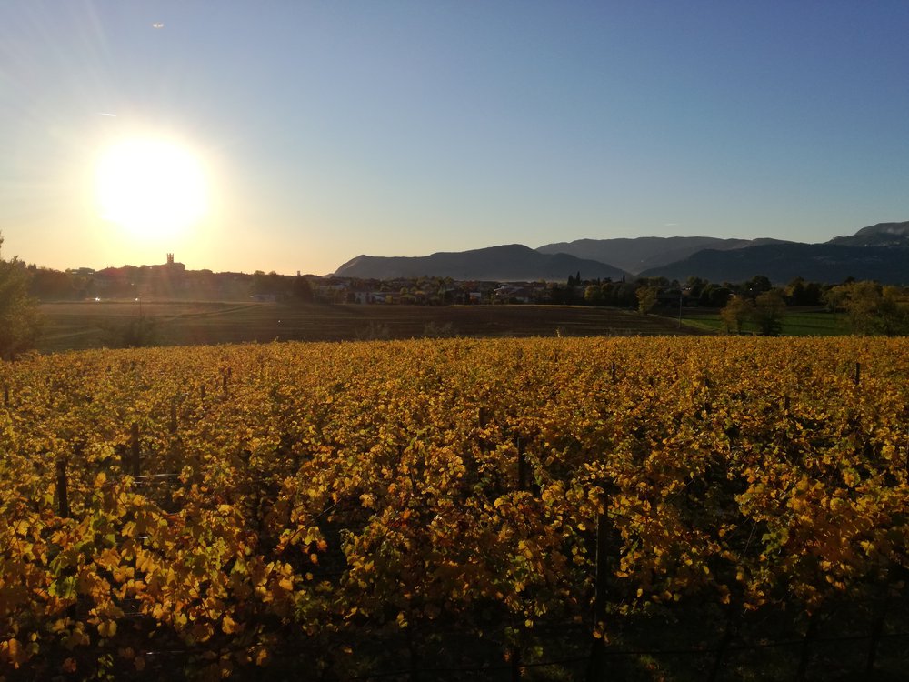 Vigneto Riesling tramonto